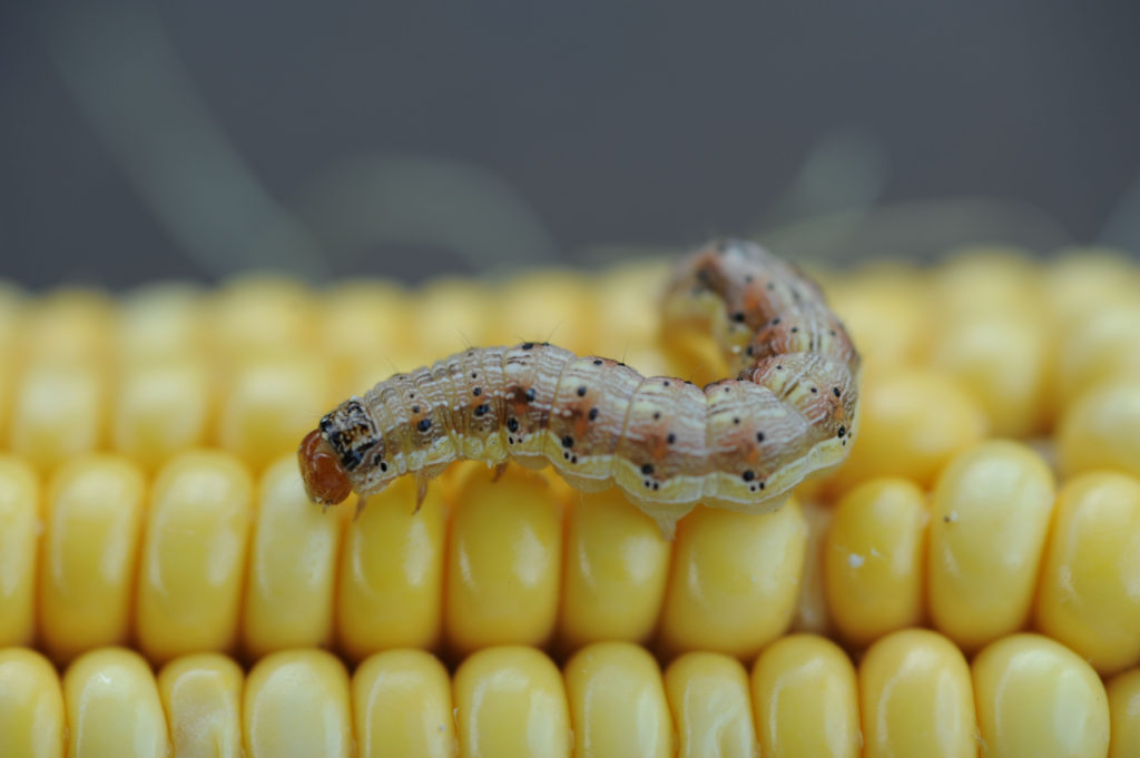 Macro image of corn earworm on yellow corn