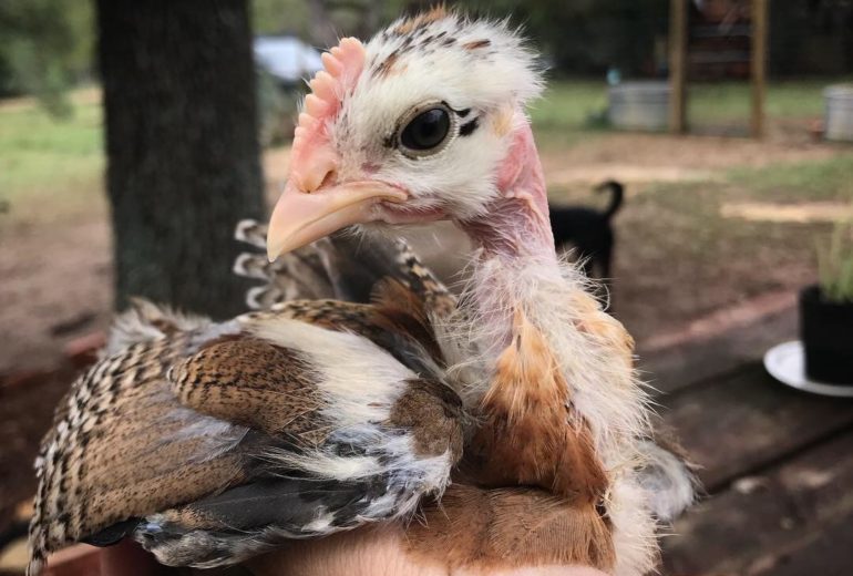 Easy Chick Brooder | Our First Vlog!