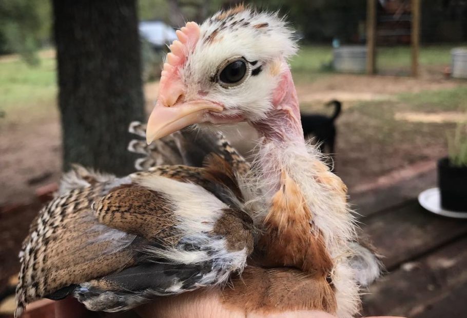 Easy Chick Brooder | Our First Vlog!