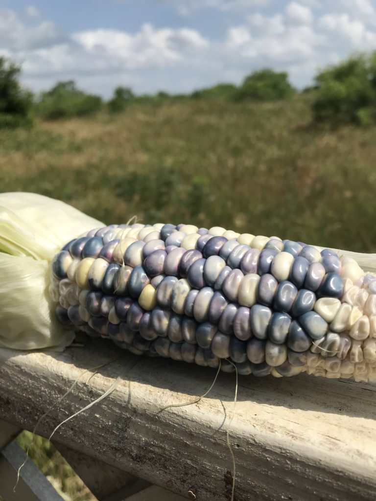 Corn cob with blue kernels