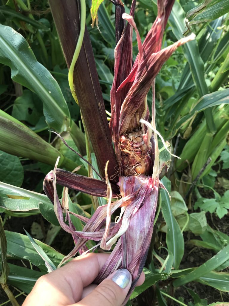 Red corn destroyed by pests