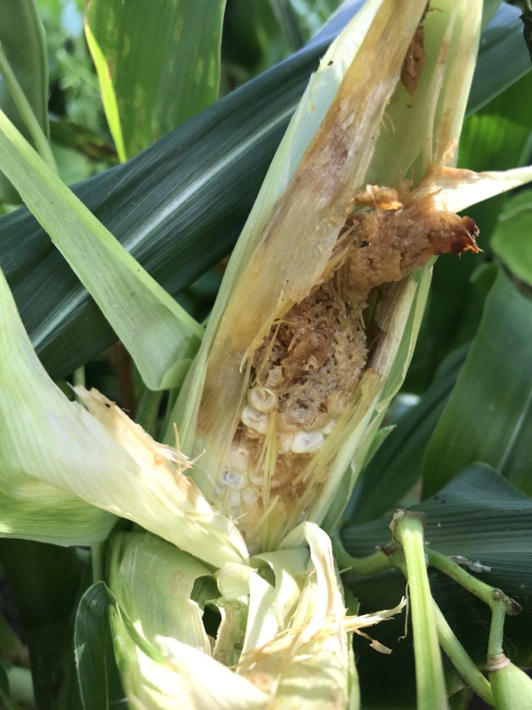 Corn eaten by corn earworm