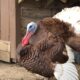 How to Raise Heritage Turkeys