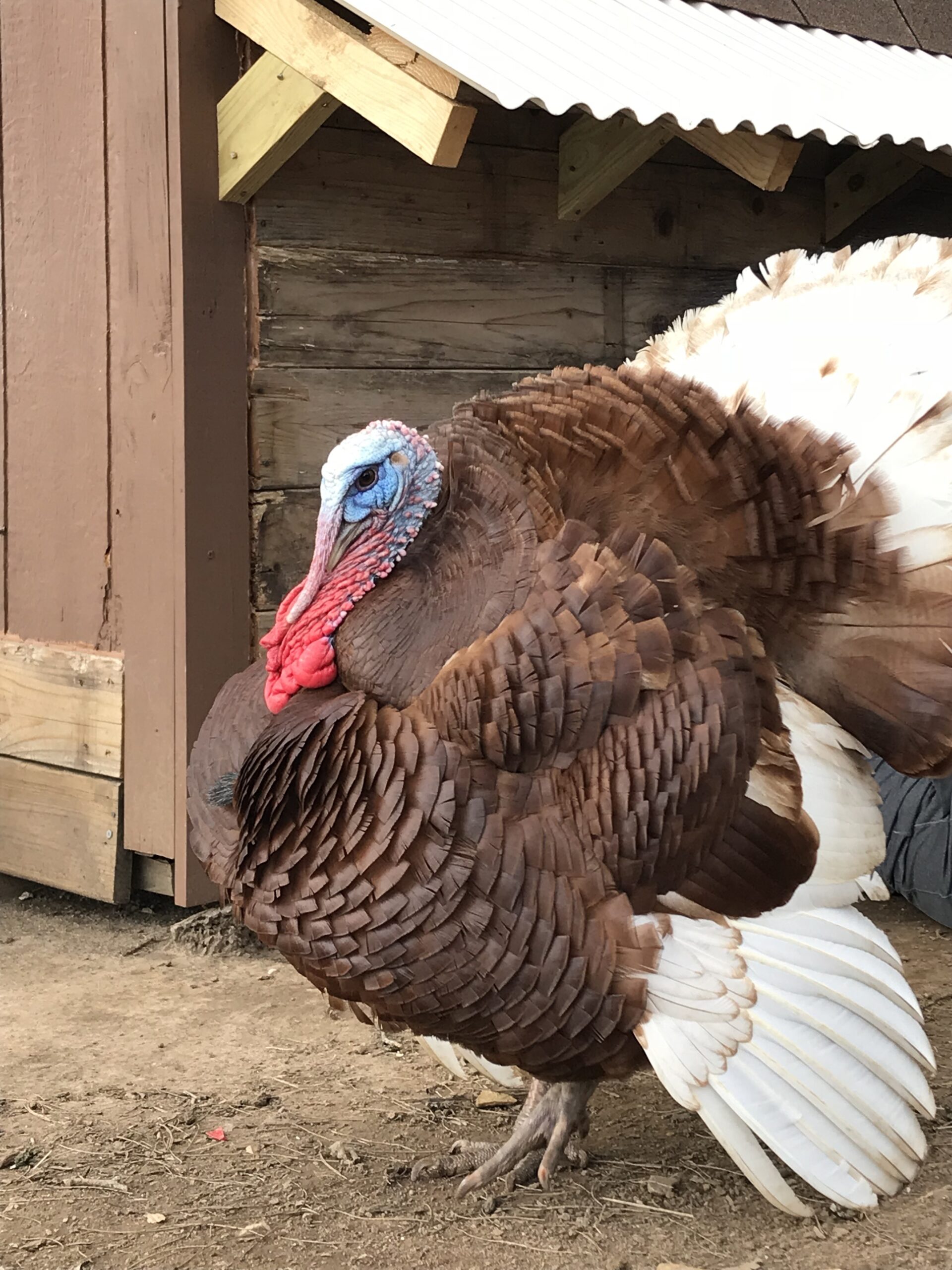 How to Raise Heritage Turkeys - Red Rock Farmstead