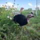 How To Raise Heritage Turkeys - Red Rock Farmstead