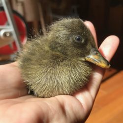 brown duckling