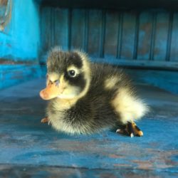 yellow and black duckling