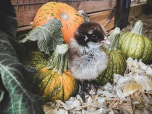 chick with pumpkins