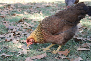 Guide to Choosing a Heritage Meat Chicken Breed