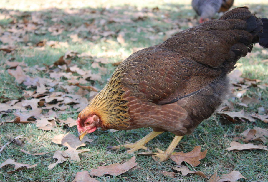 Guide to Choosing a Heritage Meat Chicken Breed