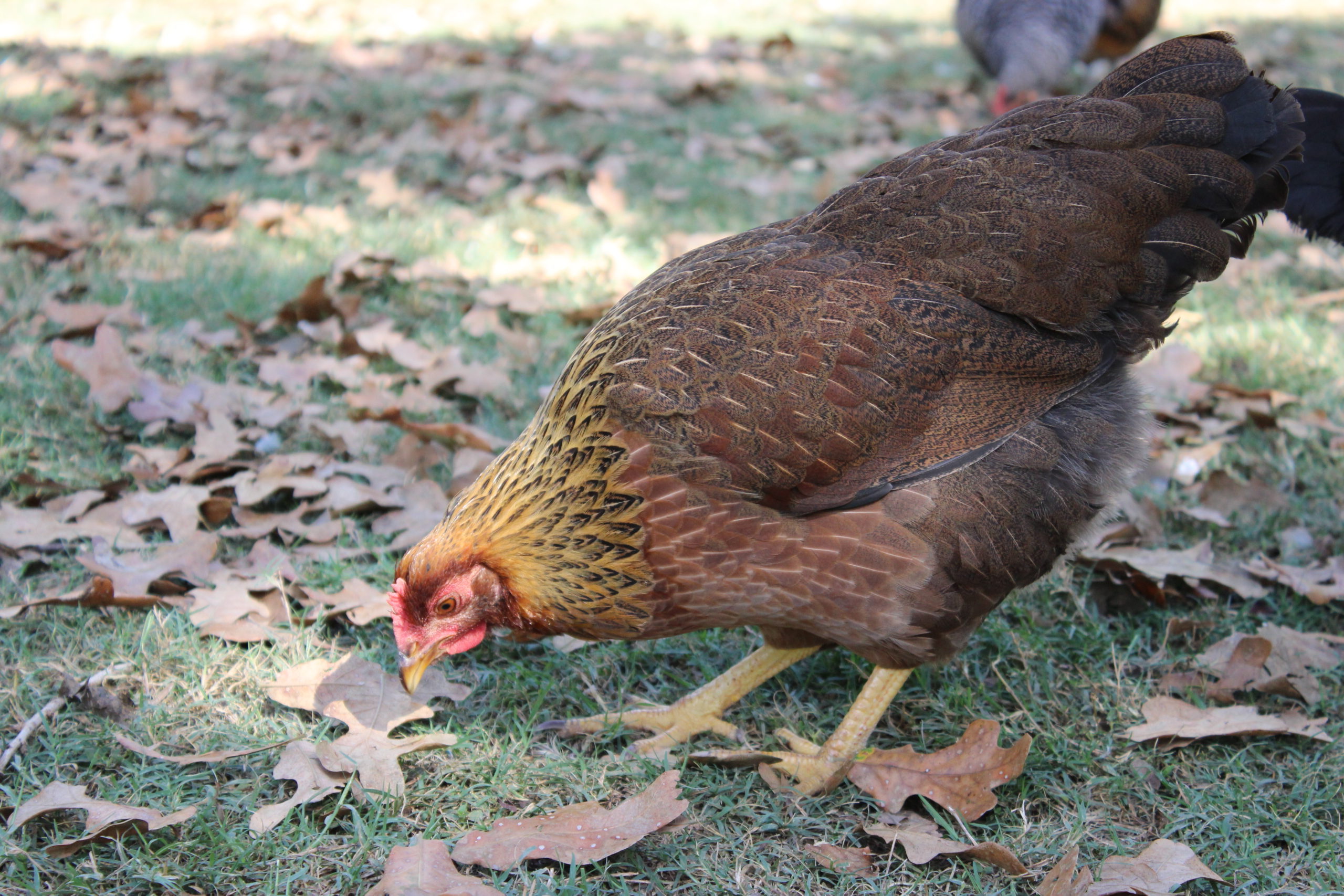 Brahma • Insteading Chicken Breeds Guide