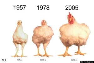 Guide to Choosing a Heritage Meat Chicken Breed - Red Rock Farmstead